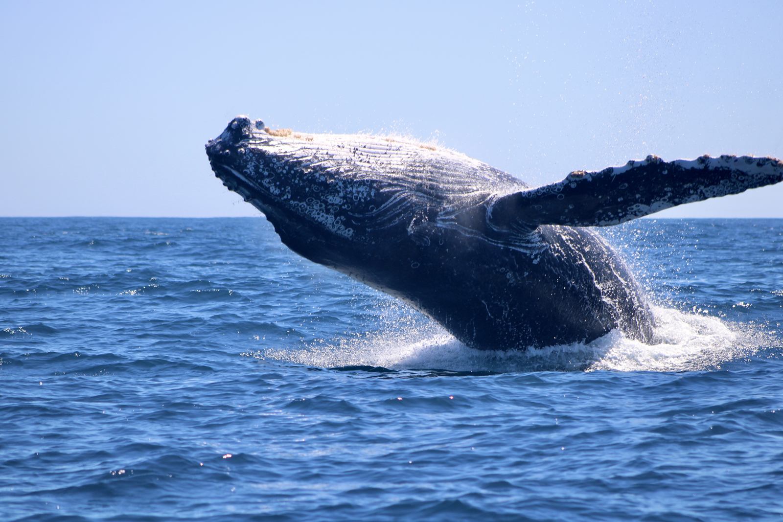 Humpback whale breaching in the deep blue water off Los Cabos